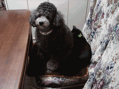 c0136736_22574133.gif