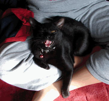 c0136736_2304846.gif