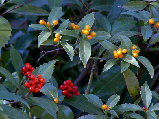 d0149238_057416.jpg