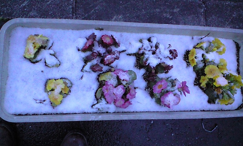 d0000607_1843419.jpg