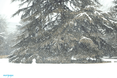 a0094711_2219101.gif