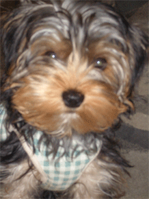 c0143711_15295911.gif