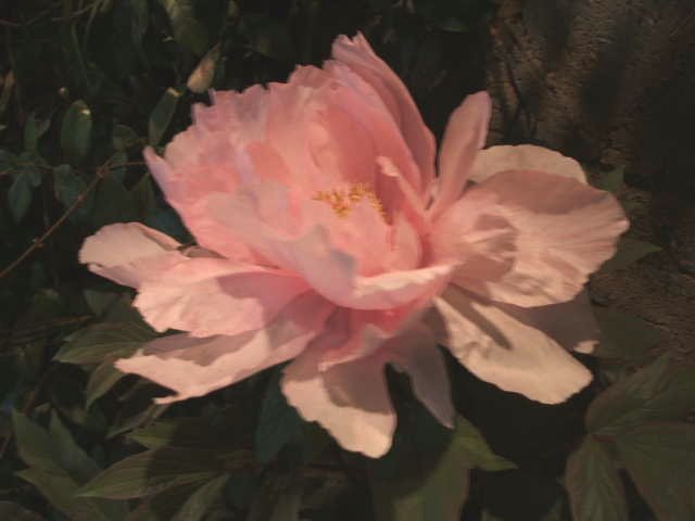 b0052523_10194437.jpg