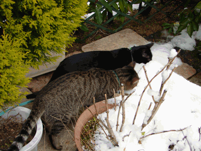 c0136736_19152583.gif