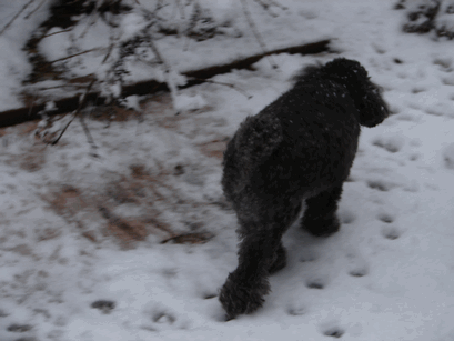 c0136736_1944744.gif