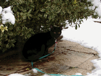 c0136736_1965227.gif