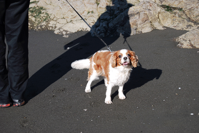 c0136838_16501550.gif