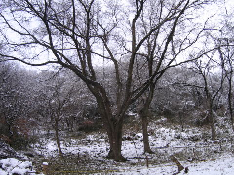 e0049740_16292871.jpg