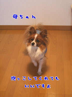 d0013149_10202794.jpg