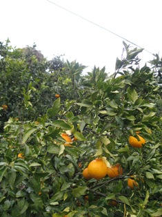f0139253_22403857.jpg