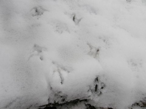 c0042869_16345014.jpg