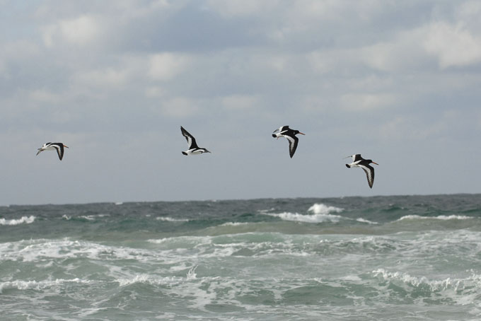 f0112087_20395010.jpg