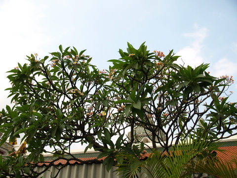e0129891_1771435.jpg