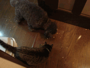 c0136736_1935403.gif