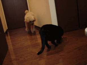 c0136736_1936202.gif