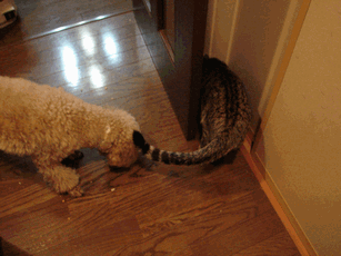 c0136736_1936253.gif