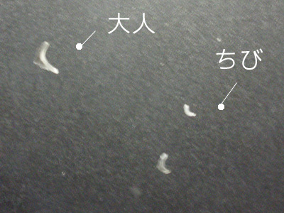 c0132438_2336079.jpg