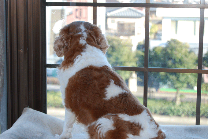 c0136838_2323947.gif