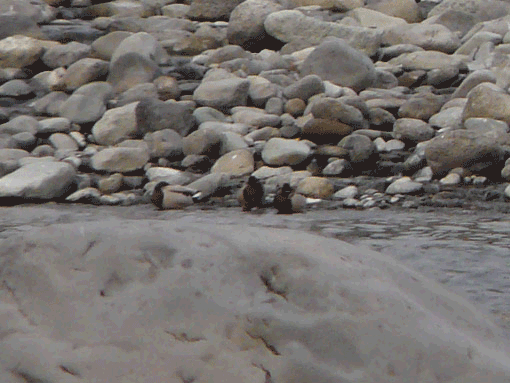 a0056140_2156498.gif
