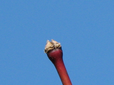 d0050472_12423526.jpg