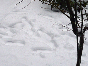 e0099905_1812355.jpg