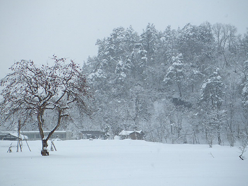 e0015006_7341519.jpg
