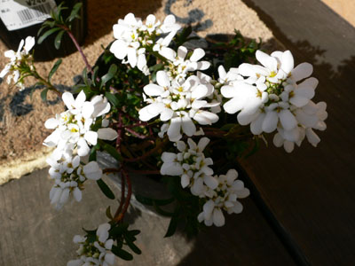 f0061334_21345875.jpg