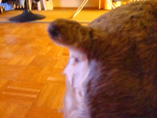 c0153740_20132216.jpg