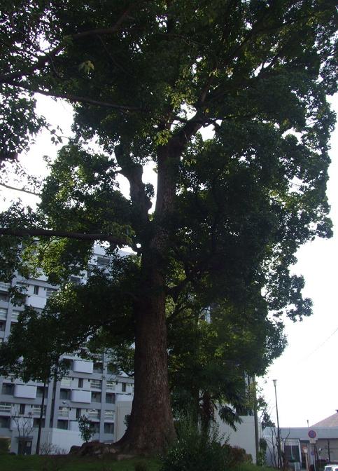 f0148595_941298.jpg