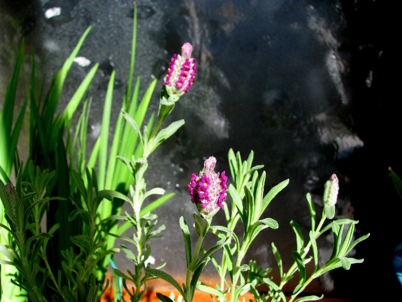a0004023_1915846.jpg