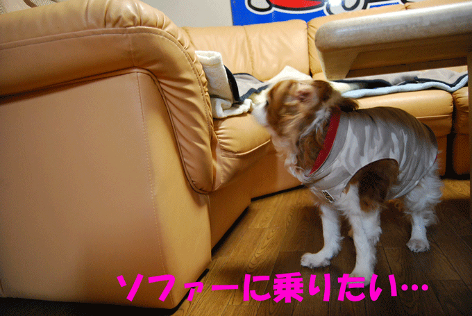 c0136838_0124399.gif