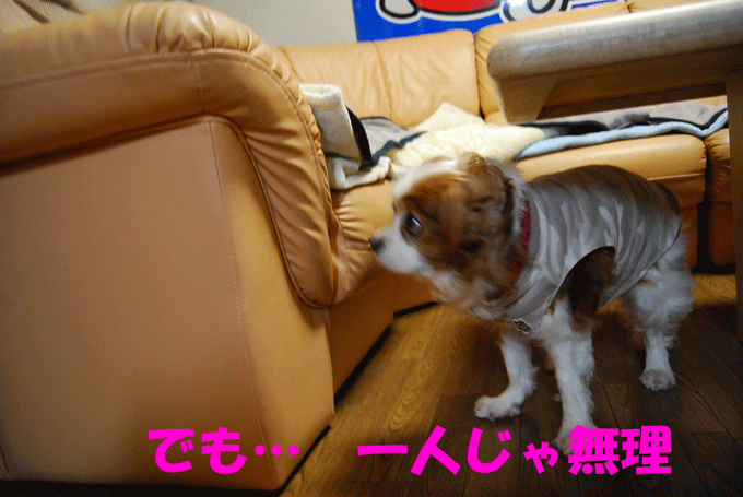 c0136838_0131199.gif