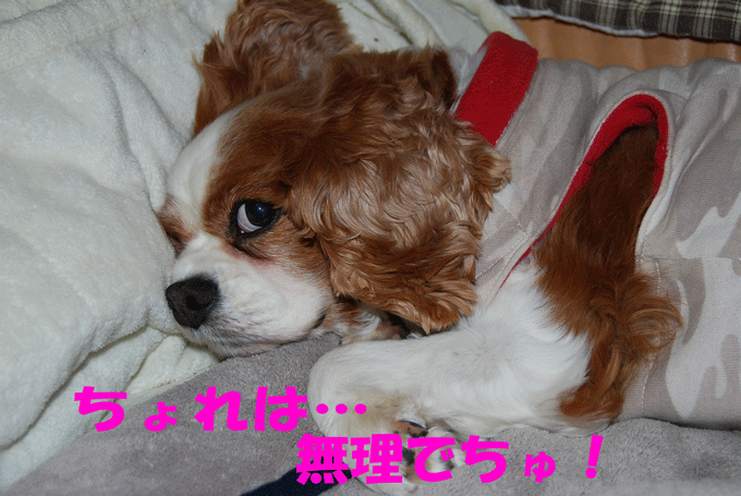 c0136838_049563.gif