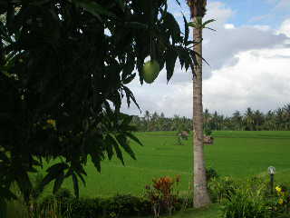 c0095424_150532.jpg
