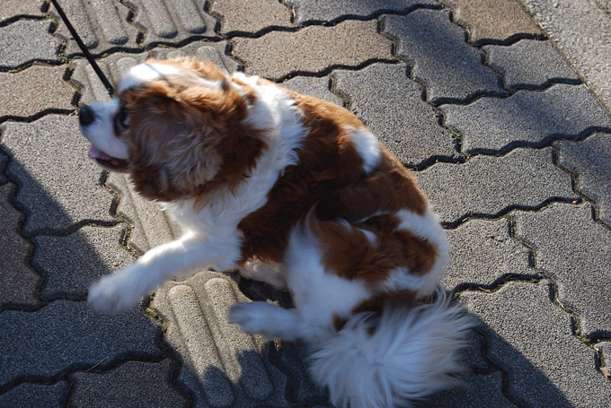 c0136838_23363522.gif