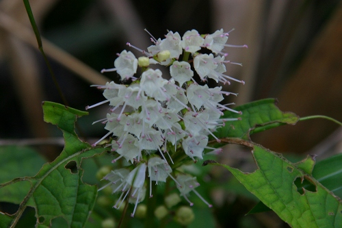 e0092203_20103070.jpg