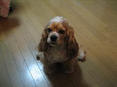 a0064213_021340.jpg