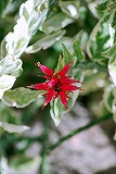 c0105739_1394328.jpg