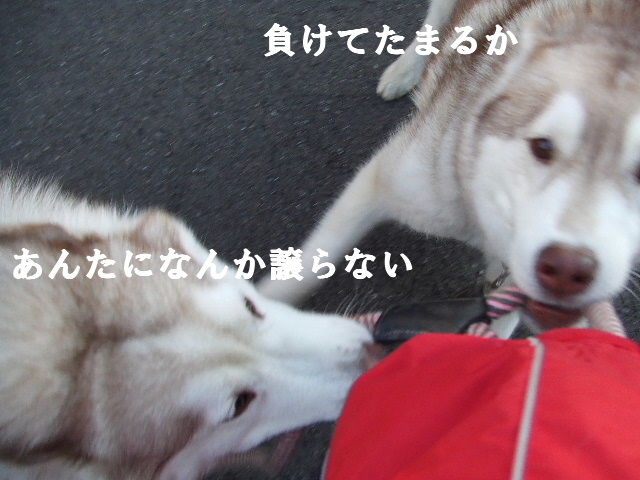 e0121548_21795.jpg