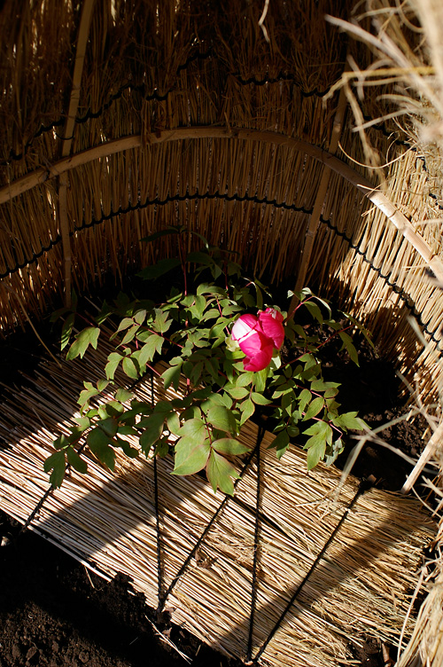d0100156_20214986.jpg