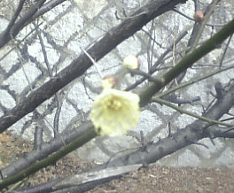 a0096787_2233737.gif
