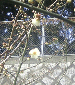 a0096787_22343268.gif
