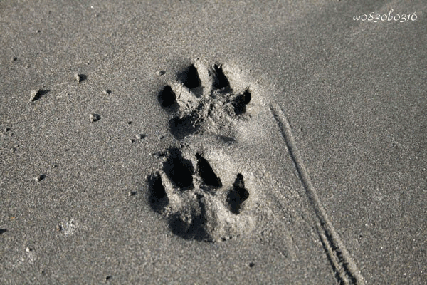 c0149893_3102670.gif