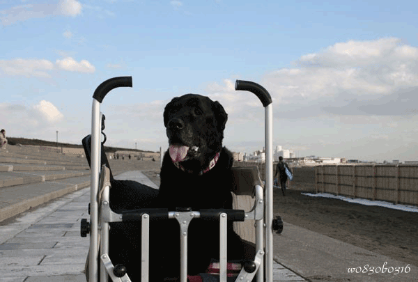 c0149893_3143366.gif