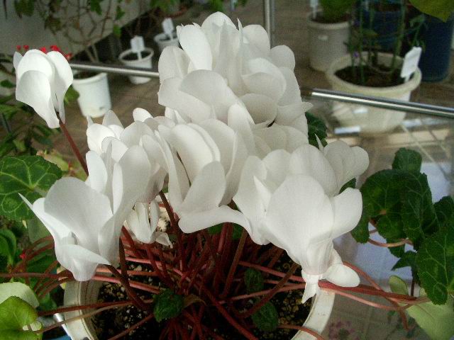 e0025300_16251581.jpg