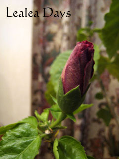b0000801_11291299.jpg