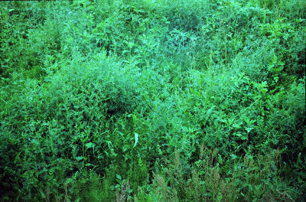 e0129805_1075880.jpg