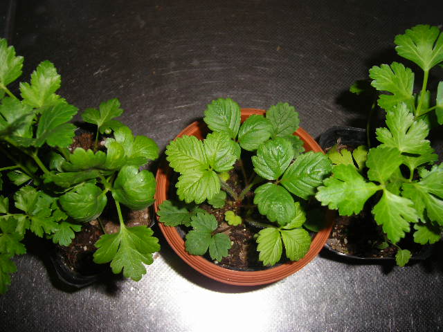 d0101409_21491315.jpg