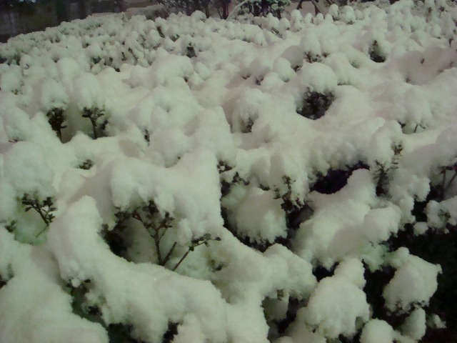 a0046339_20245847.jpg