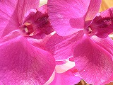 c0105739_845237.jpg